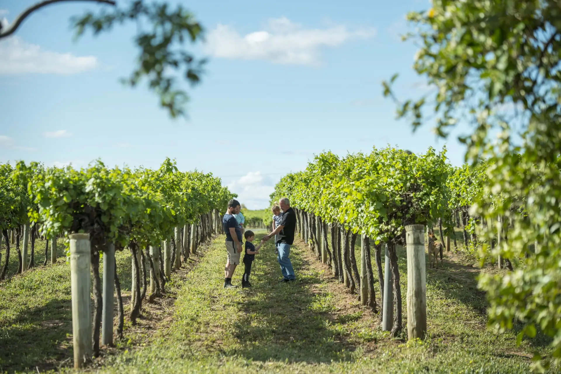 Burk Salter Wines Vineyard