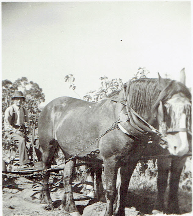 Frank Salter in the vineyard with horses