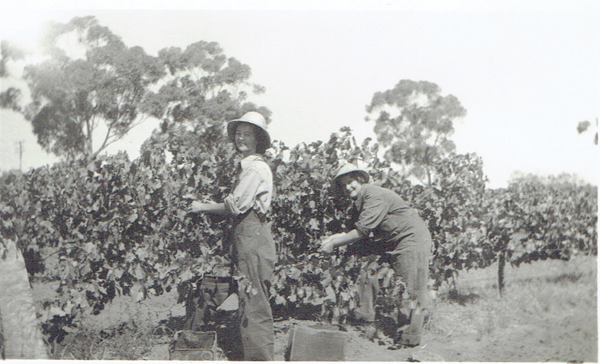 Irene Wilksch (nee Salter) and Alma Buck picking grapes
