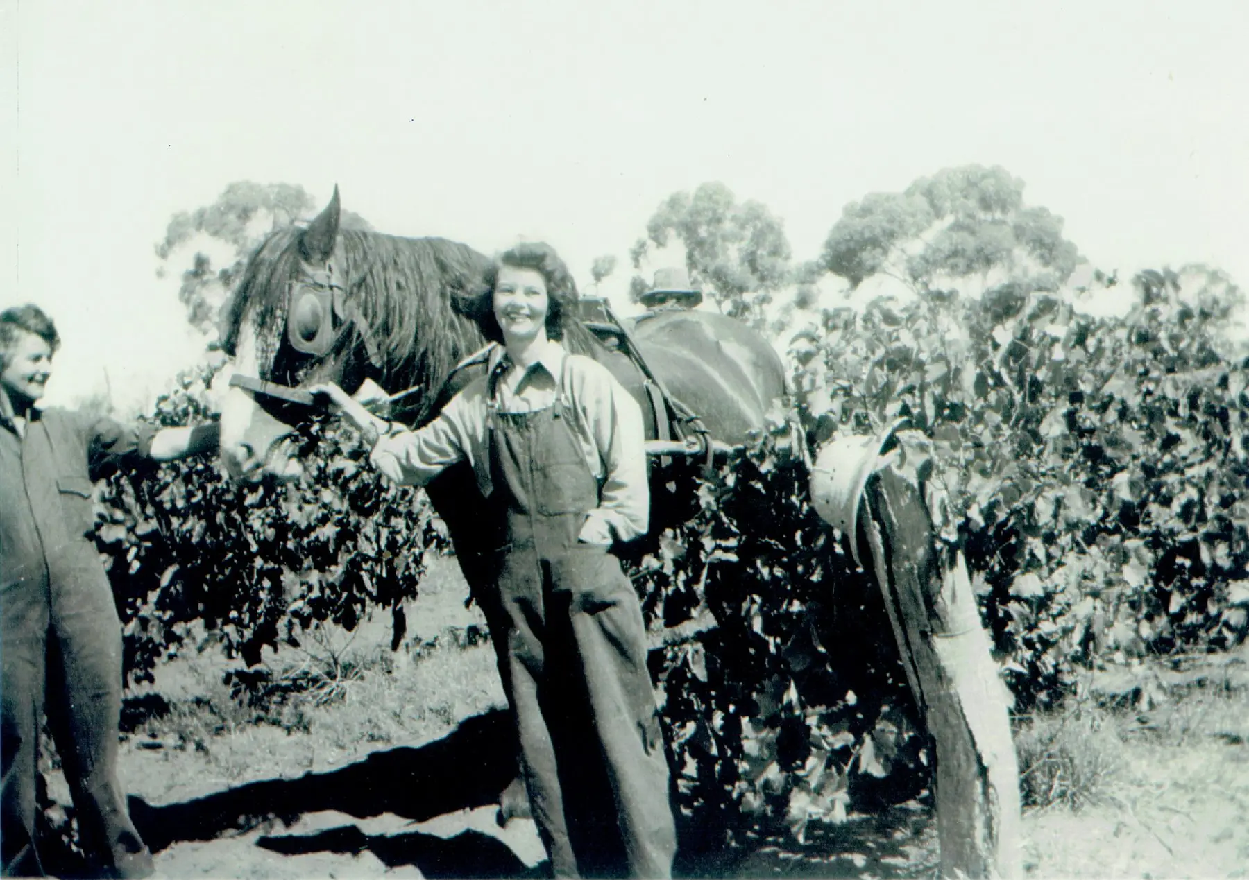 Irene Wilksch (nee Salter) and Alma Buck picking grapes